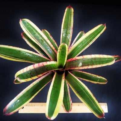 Neoregelia 'Blushing Zebra' | Bromeliad Paradise
