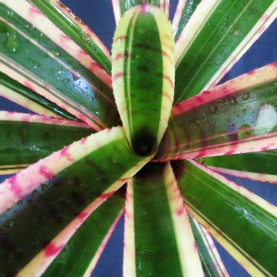 Neoregelia 'Blushing Zebra' | Bromeliad Paradise