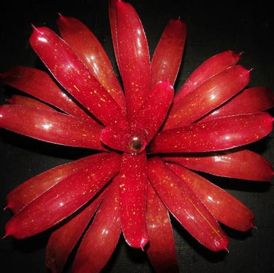 Neoregelia 'Bobby Dazzler' | Bromeliad Paradise