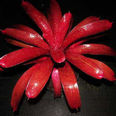 Neoregelia 'Bobby Dazzler' | Bromeliad Paradise