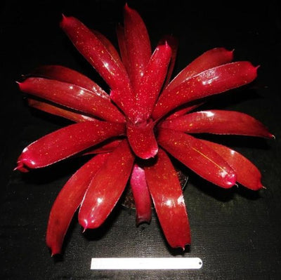 Neoregelia 'Bobby Dazzler' | Bromeliad Paradise