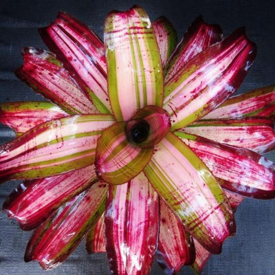 Neoregelia 'Bohemian Rhapsody' | Bromeliad Paradise
