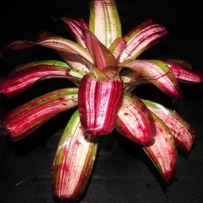 Neoregelia 'Bohemian Rhapsody' | Bromeliad Paradise