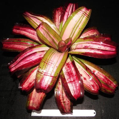 Neoregelia 'Bohemian Rhapsody' | Bromeliad Paradise