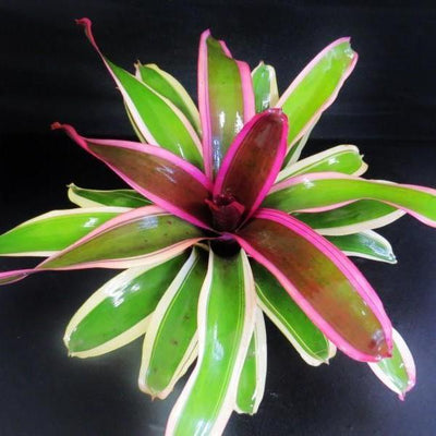 Neoregelia 'Bravo Allison' | Bromeliad Paradise