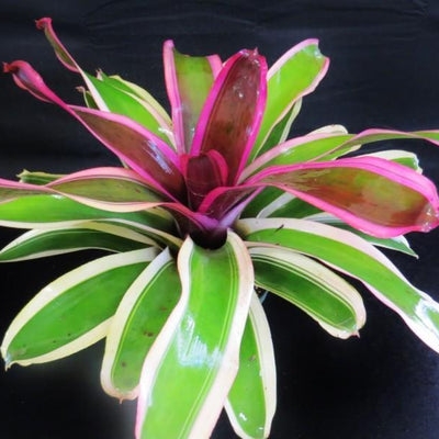 Neoregelia 'Bravo Allison' | Bromeliad Paradise