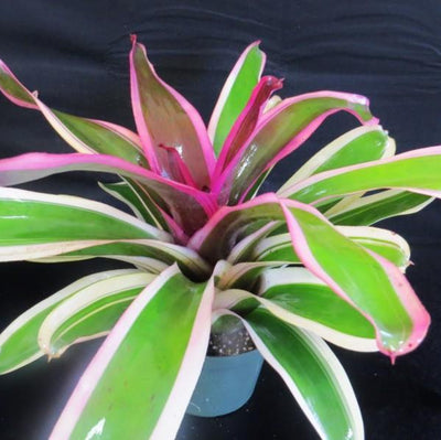 Neoregelia 'Bravo Allison' | Bromeliad Paradise