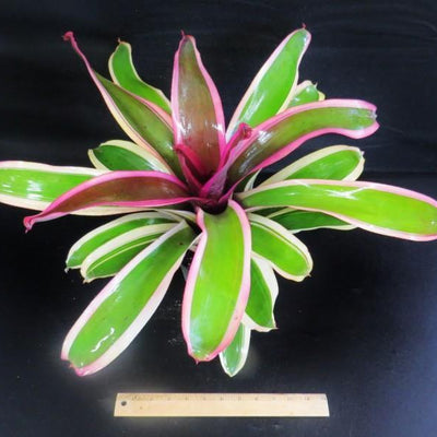 Neoregelia 'Bravo Allison' | Bromeliad Paradise