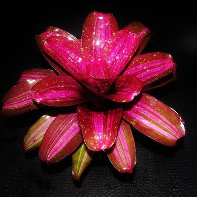 Neoregelia 'Broken Heart' | Bromeliad Paradise