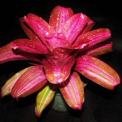 Neoregelia 'Broken Heart' | Bromeliad Paradise