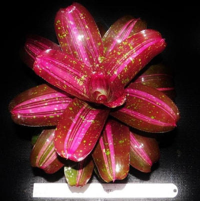 Neoregelia 'Broken Heart' | Bromeliad Paradise
