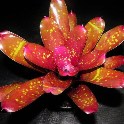 Neoregelia 'Burgundy' | Bromeliad Paradise