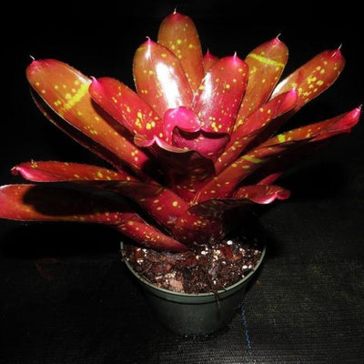 Neoregelia 'Burgundy' | Bromeliad Paradise