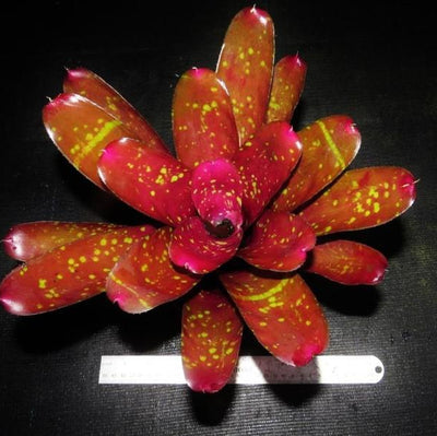 Neoregelia 'Burgundy' | Bromeliad Paradise