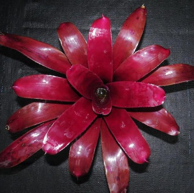 Neoregelia 'Burgundy x 'Sun Burst' | Bromeliad Paradise