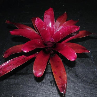 Neoregelia 'Burgundy x 'Sun Burst' | Bromeliad Paradise