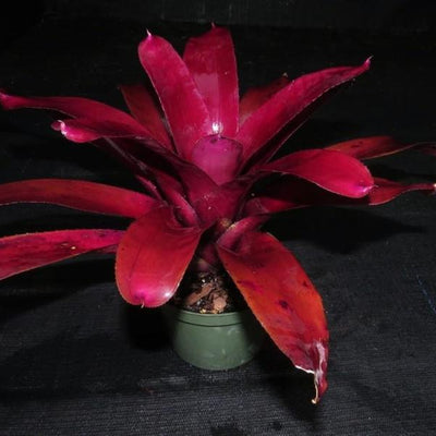 Neoregelia 'Burgundy x 'Sun Burst' | Bromeliad Paradise