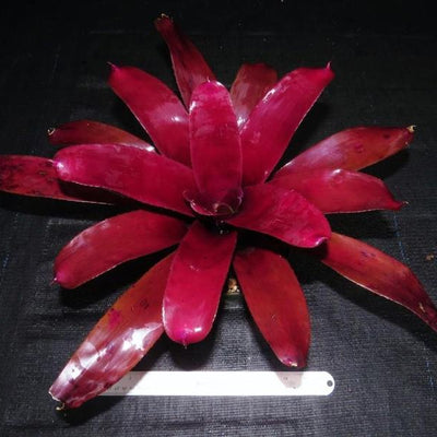 Neoregelia 'Burgundy x 'Sun Burst' | Bromeliad Paradise