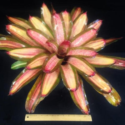 Neoregelia 'Cane Fire' | Bromeliad Paradise