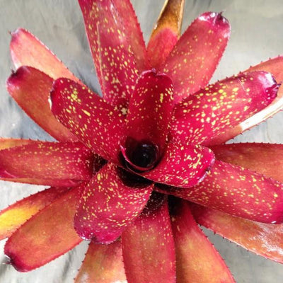 Neoregelia 'Cane Fire' x carcharodon 'Giant' | Bromeliad Paradise