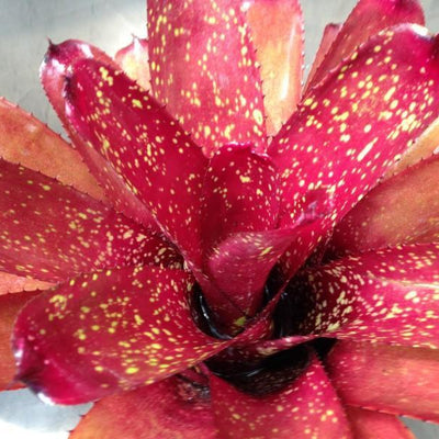 Neoregelia 'Cane Fire' x carcharodon 'Giant' | Bromeliad Paradise