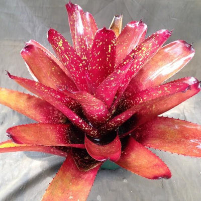 Neoregelia 'Cane Fire' x carcharodon 'Giant' | Bromeliad Paradise