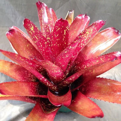 Neoregelia 'Cane Fire' x carcharodon 'Giant' | Bromeliad Paradise