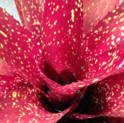 Neoregelia 'Cane Fire' x carcharodon 'Giant' | Bromeliad Paradise