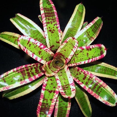 Neoregelia 'Captain Moxley' | Bromeliad Paradise