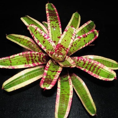 Neoregelia 'Captain Moxley' | Bromeliad Paradise