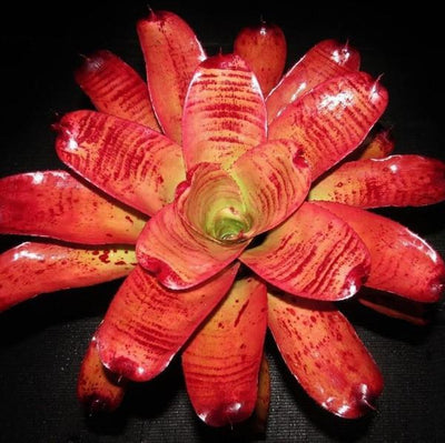 Neoregelia 'Caramac' | Bromeliad Paradise