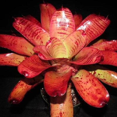 Neoregelia 'Caramac' | Bromeliad Paradise