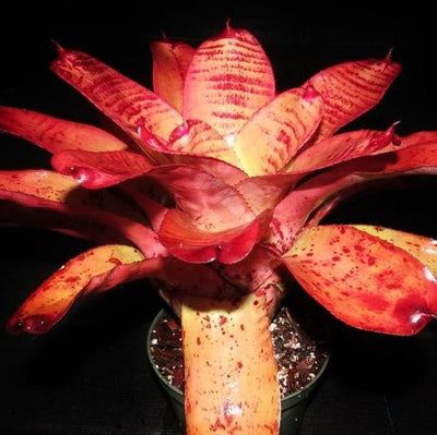 Neoregelia 'Caramac' | Bromeliad Paradise