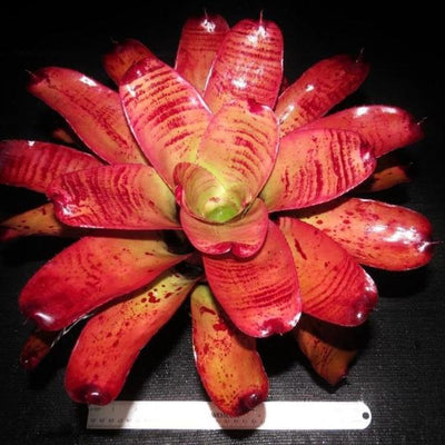 Neoregelia 'Caramac' | Bromeliad Paradise