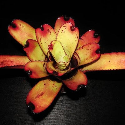 Neoregelia carcharodon 'Giant' | Bromeliad Paradise