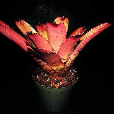 Neoregelia carcharodon 'Giant' | Bromeliad Paradise