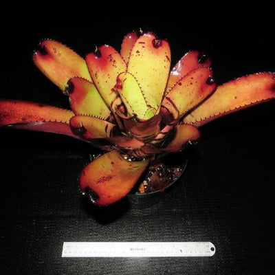 Neoregelia carcharodon 'Giant' | Bromeliad Paradise