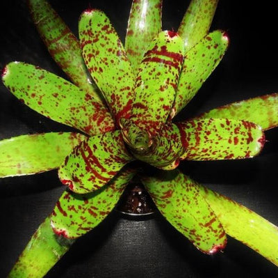 Neoregelia carcharodon 'Leopard' | Bromeliad Paradise
