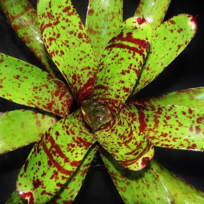 Neoregelia carcharodon 'Leopard' | Bromeliad Paradise