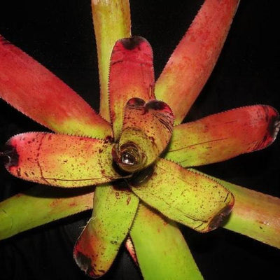 Neoregelia carcharodon 'Rainbow' | Bromeliad Paradise