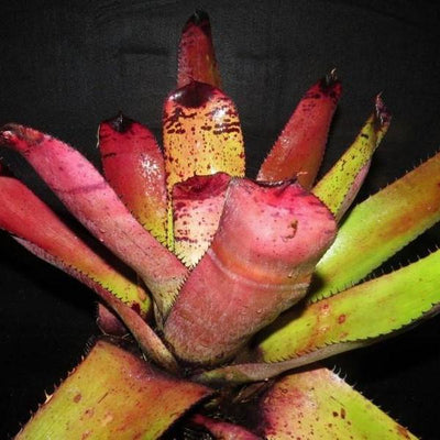Neoregelia carcharodon 'Rainbow' | Bromeliad Paradise