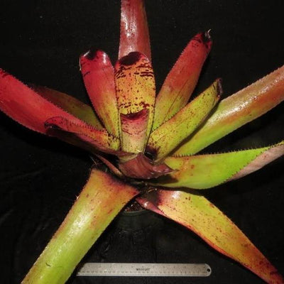 Neoregelia carcharodon 'Rainbow' | Bromeliad Paradise