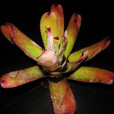 Neoregelia carcharodon 'Silver' | Bromeliad Paradise