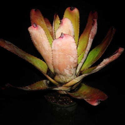 Neoregelia carcharodon 'Silver' | Bromeliad Paradise
