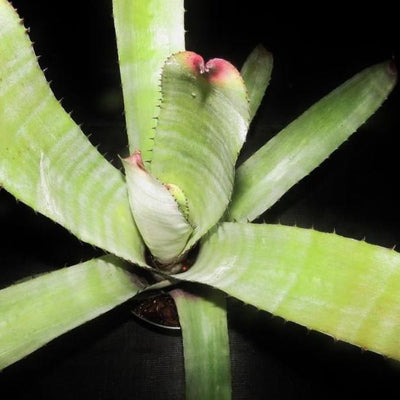 Neoregelia carcharodon 'Silver' | Bromeliad Paradise