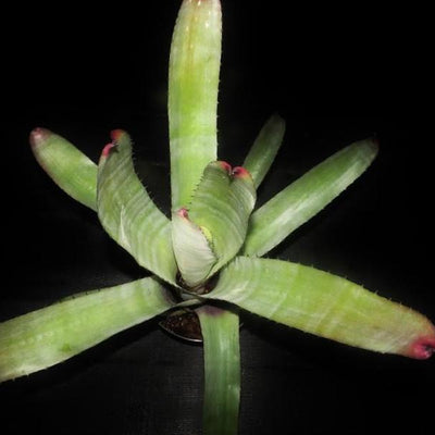 Neoregelia carcharodon 'Silver' | Bromeliad Paradise