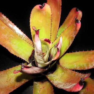 Neoregelia carcharodon 'Silver' | Bromeliad Paradise