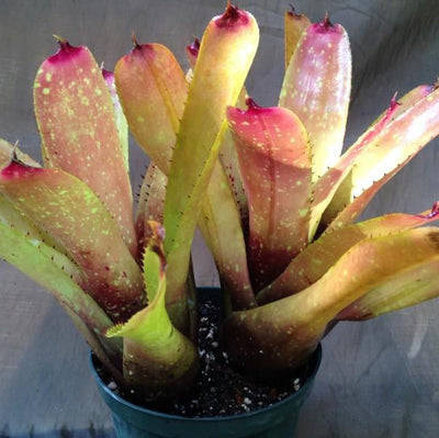 Neoregelia carcharodon 'Silver' X 'Gazpacho' | Bromeliad Paradise