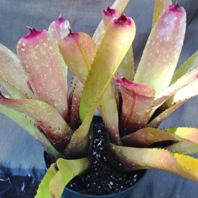 Neoregelia carcharodon 'Silver' X 'Gazpacho' | Bromeliad Paradise