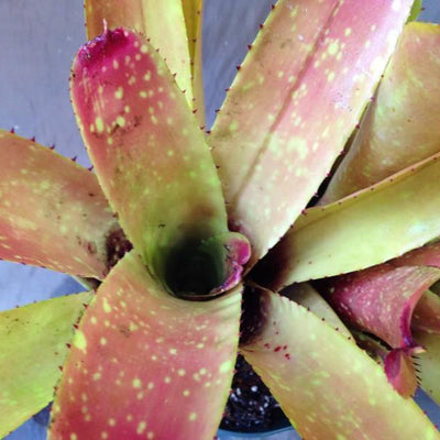Neoregelia carcharodon 'Silver' X 'Gazpacho' | Bromeliad Paradise